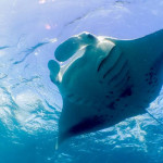 HANIFARU BAY RESORTS - Snorkeling at Amilla Fushi Resort and Residences