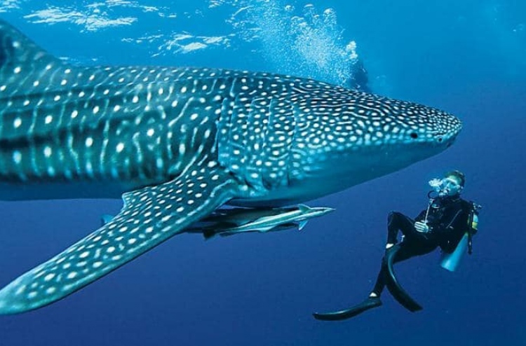 South Ari Atoll Whale Shark